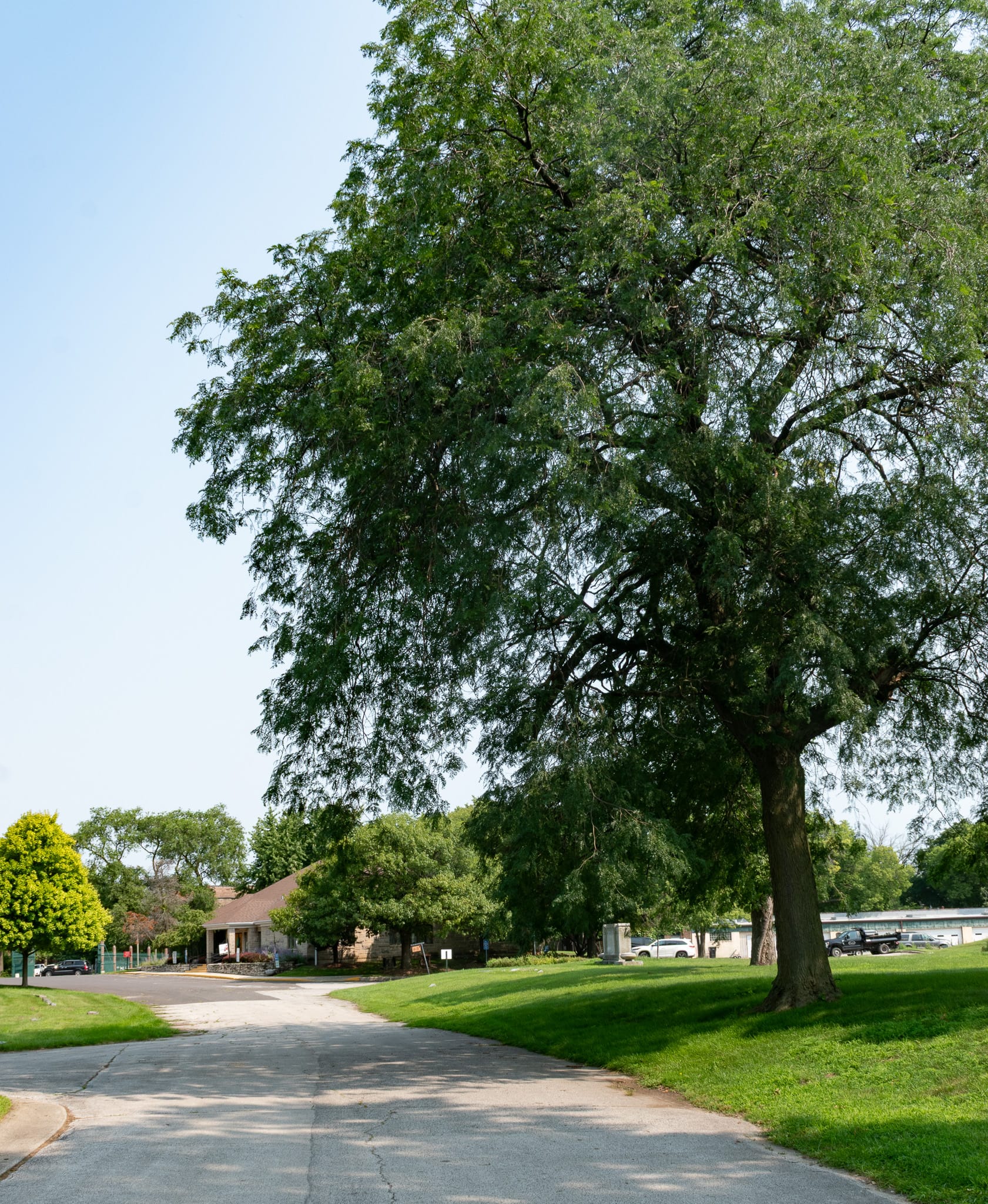 A tree next to a road with the cemetery office in the background.