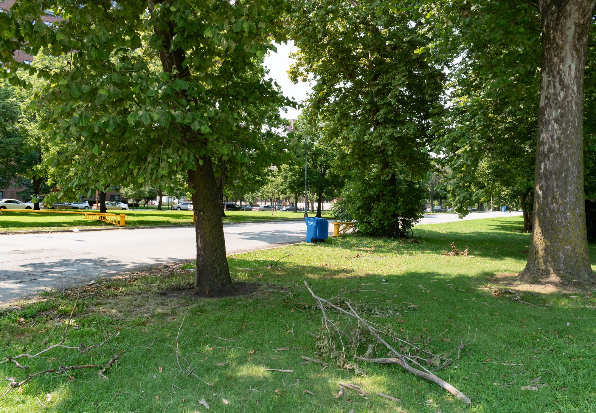 Downed branch, big trees, blue garbage can, road.